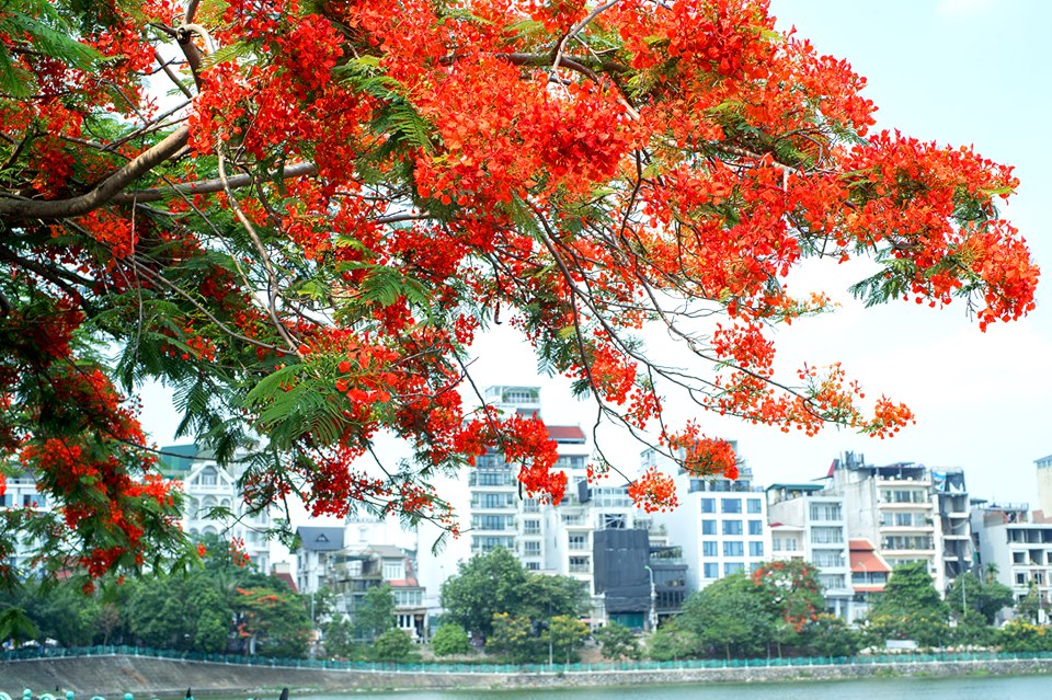  Mùa hè Hà Nội với những tán hoa phượng đỏ rực rỡ 